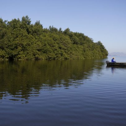 Manguezais são essenciais para a vida marinha e proteção do futuro ambiental