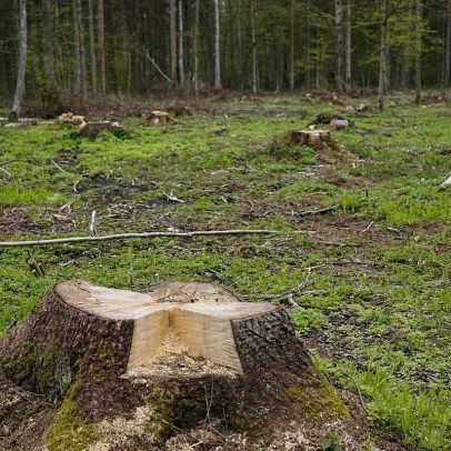 STF pode questionar pontos polêmicos do PL da devastação ambiental