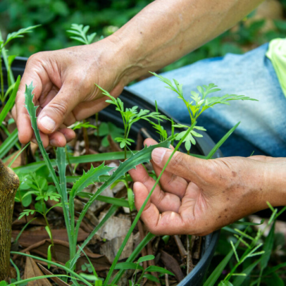 Conservação e preservação: entenda a diferença entre esses termos que protegem a natureza