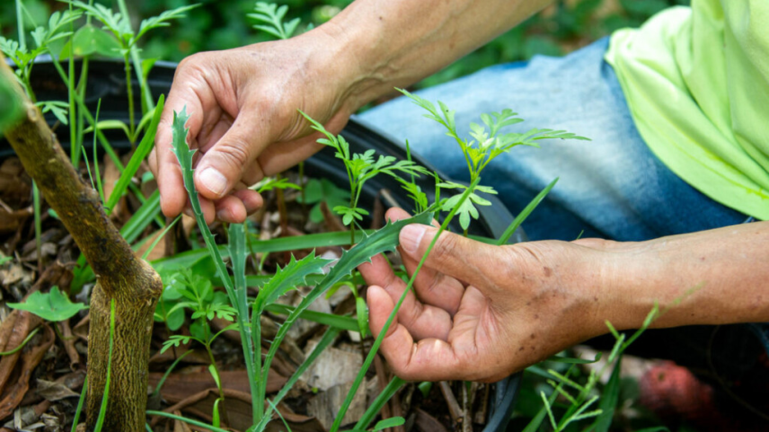 Cuidar da natureza é essencial para garantir recursos para a próxima geração - Foto:Reprodução/Marcos Santos