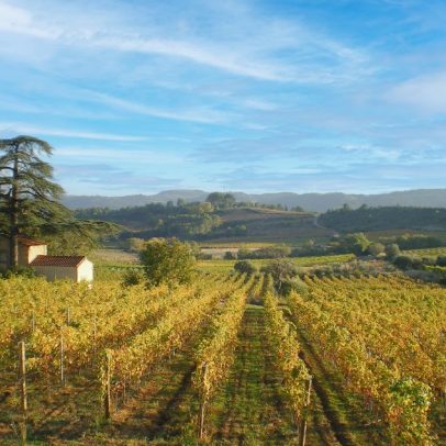 Descubra as melhores opções de enoturismo no Languedoc e aproveite a experiência