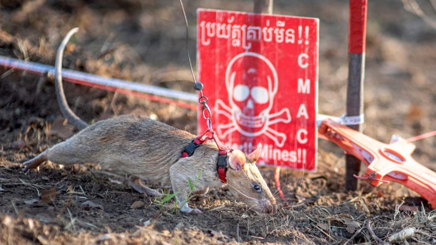 Rato Ronin farejando minas terrestres em um campo na província de Preah Vihear (Foto: APOPO / AFP)