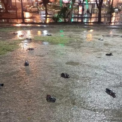 Mais de 40 pombos são encontrados mortos em área pública no Largo da Glória