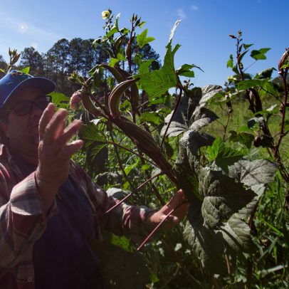 Agroindústria enfrenta desafios de tecnologia e integração para sustentabilidade