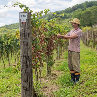 Vinícola gaúcha investe em uvas inéditas para adaptar-se às mudanças climáticas