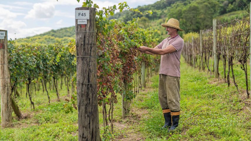 Cooperado da Garibaldi Vanderlei Berra em vinhedo experimental que fica em terra de sua propriedade em Santa Tereza (RS) (Foto: Cesar Silvestro/Divulgação)
