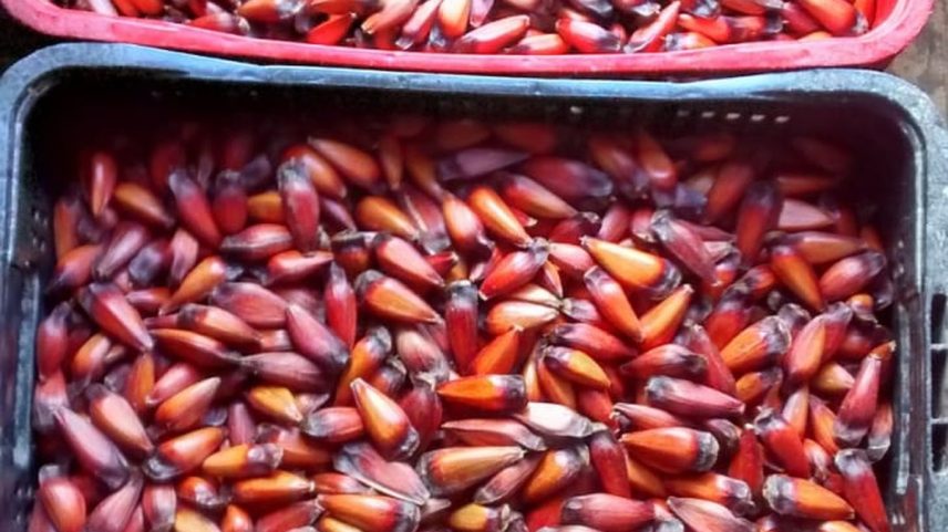 Muito apreciado nos estados do Sul nos meses de outono e inverno, o pinhão vem conquistando outros mercados (Foto: Divulgação)