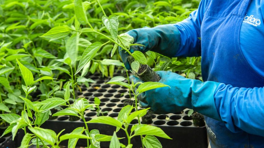 O marco legal do mercado regulado de carbono busca a redução das emissões de gases de efeito estufa (Foto: Daniel Teixeira/Estadão)