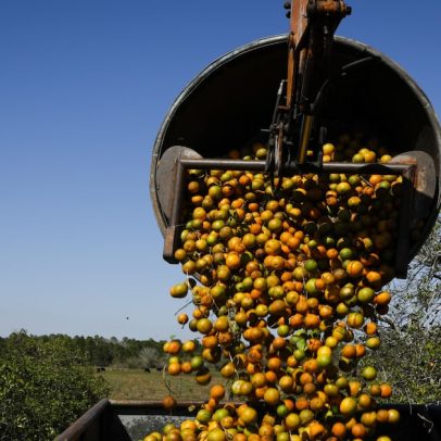 Tarifas dos EUA impedem crescimento de novo polo de laranja no Nordeste brasileiro