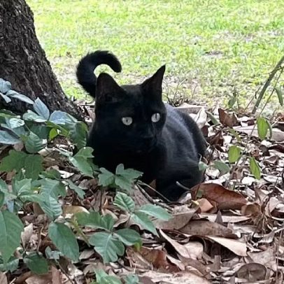 Gato cientista contribui para a descoberta de dois vírus perigosos