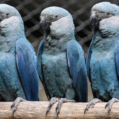 Vírus mortal afeta ave rara e ameaça biodiversidade na Bahia