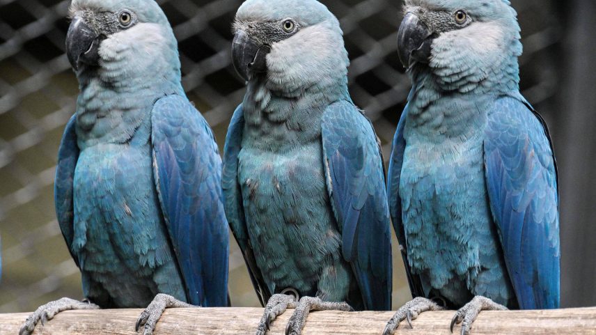 Ararinhas-azuis são vistas no Zoológico de São Paulo, um dos poucos lugares onde a ave, uma das mais raras do mundo, está em cativeiro (Foto: Nelson Almeida - 3.mai.24/AFP)