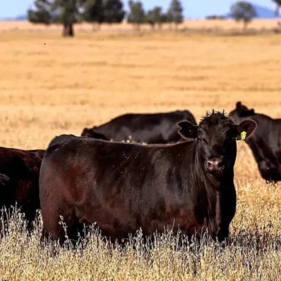 Austrália retoma importação de carne bovina dos EUA após disputa tarifária com Trump