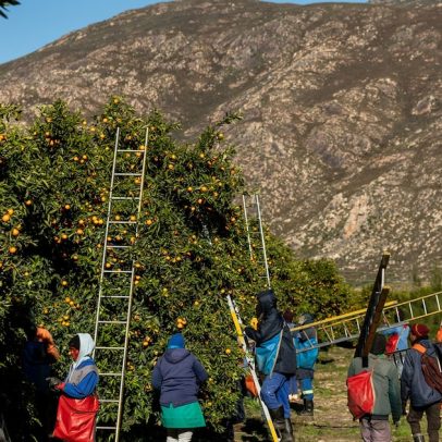 Agricultores da África do Sul intensificam exportações de cítricos para os EUA