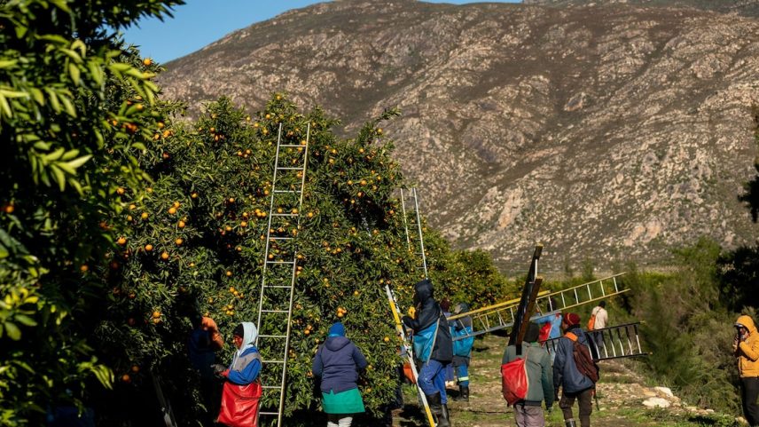 A África do Sul já solicitou que os EUA reduzam sua tarifa recíproca para a linha de base de 10%. (Foto: MUJAHID SAFODIEN)