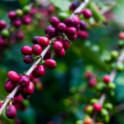 Conselho de exportadores luta para incluir café em exceções ao tarifaço de Trump