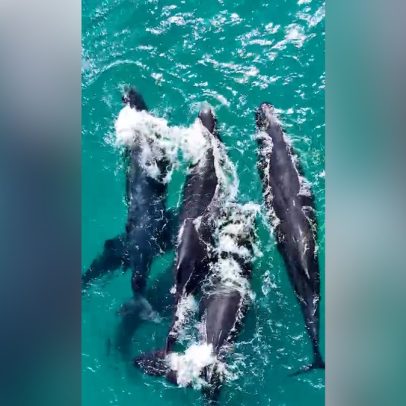 Grupo de 15 baleias é avistado próximo à praia de Arraial do Cabo