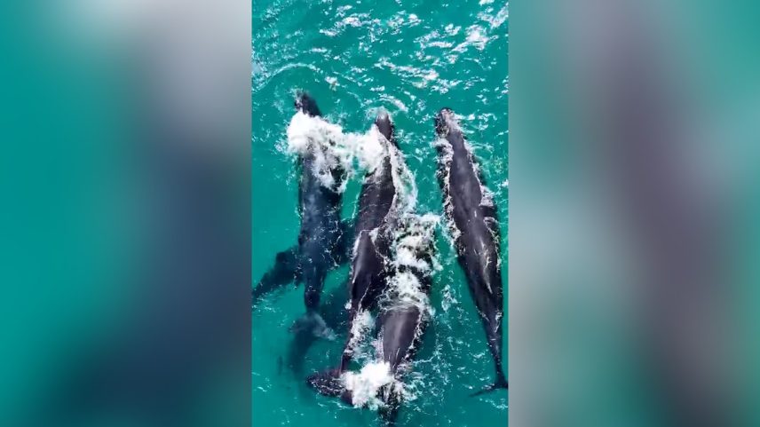 A aparição das baleias chamou atenção em Arraial do Cabo (Foto: Reprodução)