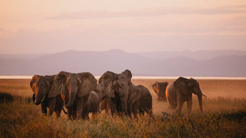 Uma manada de elefantes na llanura aluvial de Sengwa, perto da reserva Songo Conservancy de Akashinga, no lago Kariba. (Foto: Davina Jogi)