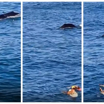 Baleia surpreende salva-vidas durante resgate de pescador em Niterói