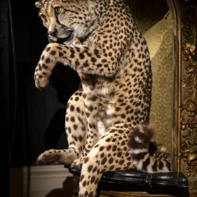 Museu em Amsterdã exibe arte e taxidermia de animais exóticos empalhados