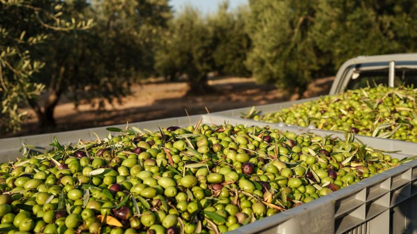 A produção de azeite tem se normalizado na Europa, mas a queda já verificada na região não deve chegar ao Brasil (Foto: Konstantinos Tsakalidis/Bloomberg)