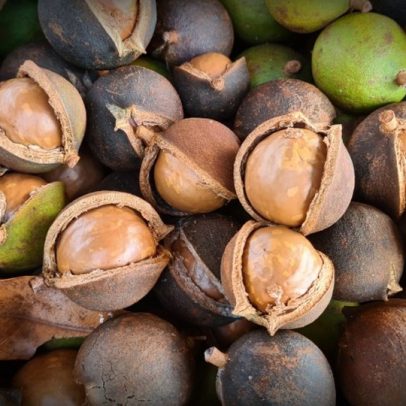Produção de macadâmia despenca 30% devido às mudanças climáticas