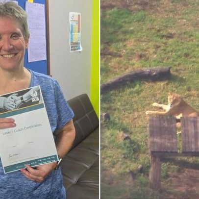 Leão ataca professora enquanto funcionários viralizam vídeos de interação com animal