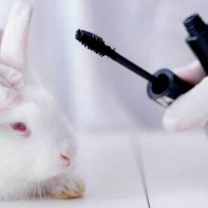 Brasil avança na proteção animal e pode banir testes cosméticos em animais