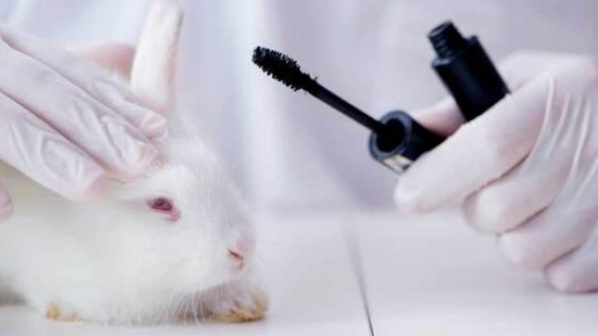 Uso de animais para testes de cosméticos pode ser proibido (Foto: Reprodução)