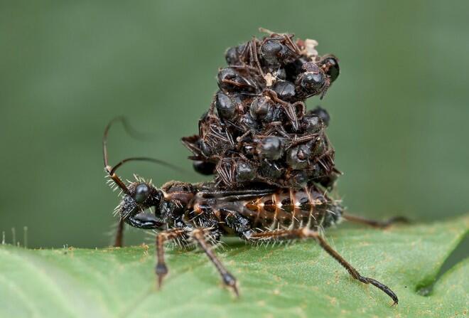 Mosca-bicheira-do-Novo-Mundo. (Foto: WIRED/Twitter)