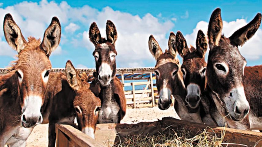 Mercado envolvendo jumentos movimenta 6,4 bilhões de dólares — Foto: Divulgação/Proteção Animal Mundial