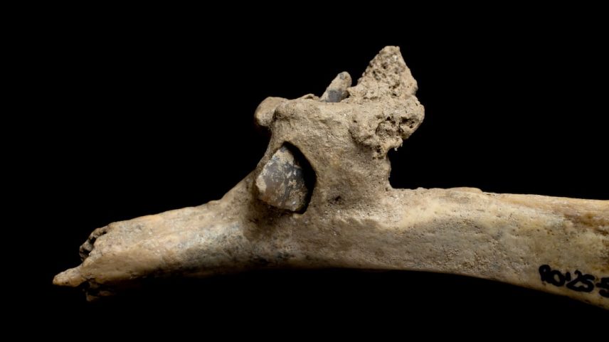 Ponta de flecha de sílex incrustada em uma costela humana, localizada no yacimiento do Roc de les Orenetes (Queralbs, Ripollès). (Foto: Maria D. Guillen/IPHES-CERCA)