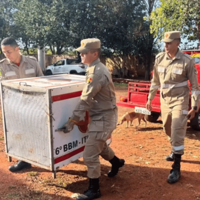 Criança é morta por pitbull durante ataque em residência em Goiás