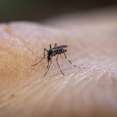 Jovens se tornam iscas de mosquitos para combater cegueira causada por doença