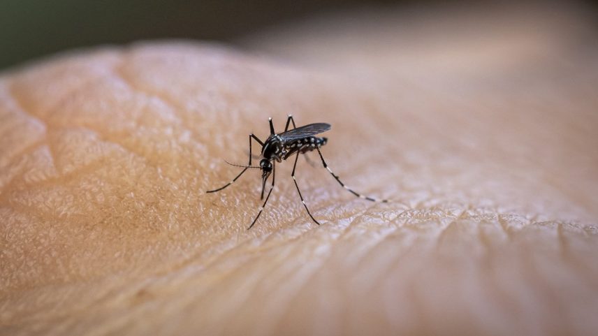 Aedes aegypti, o mosquito que transmite a dengue e outras doenças (Foto: Getty Images)