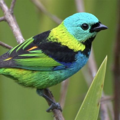 Aves megacoloridas desaparecem das cidades e preocupam especialistas em biodiversidade