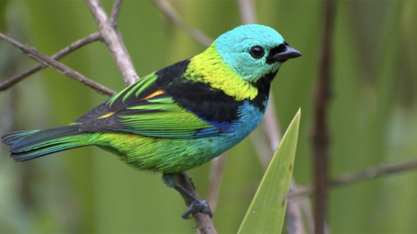 Imagem lateral do pássaro multicolorido saíra-sete-cores em um galho. (Foto: USP Imagens)