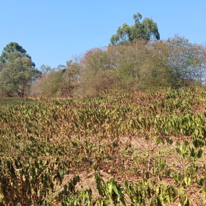 Café tem alta nos EUA e mercado teme novos aumentos com tarifas sobre o Brasil