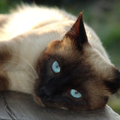 Gato surpreende ao realizar salto impressionante em competição de agilidade