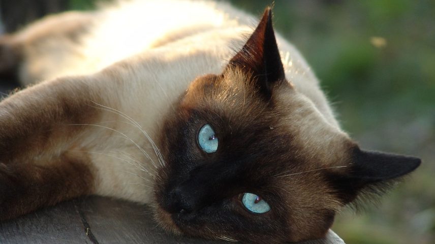 Gato siamês (Foto: Pixabay)