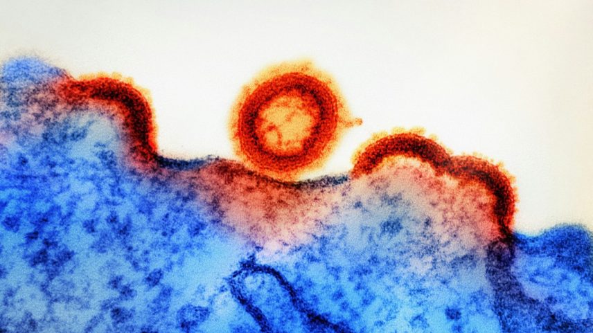 O HTLV infecta o mesmo tipo de célula que o HIV – as células T, um tipo de célula imune sanguínea que ajuda o corpo a combater infecções. (Foto: Unsplash)