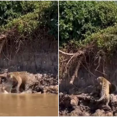 Sucuri cai de árvore e é atacada por onça-pintada em vídeo impressionante no Pantanal
