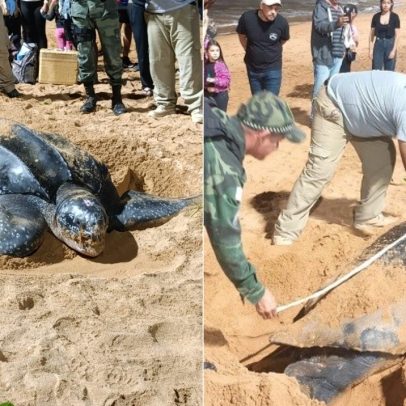 Tartaruga gigante em risco de extinção é vista em praia do Espírito Santo