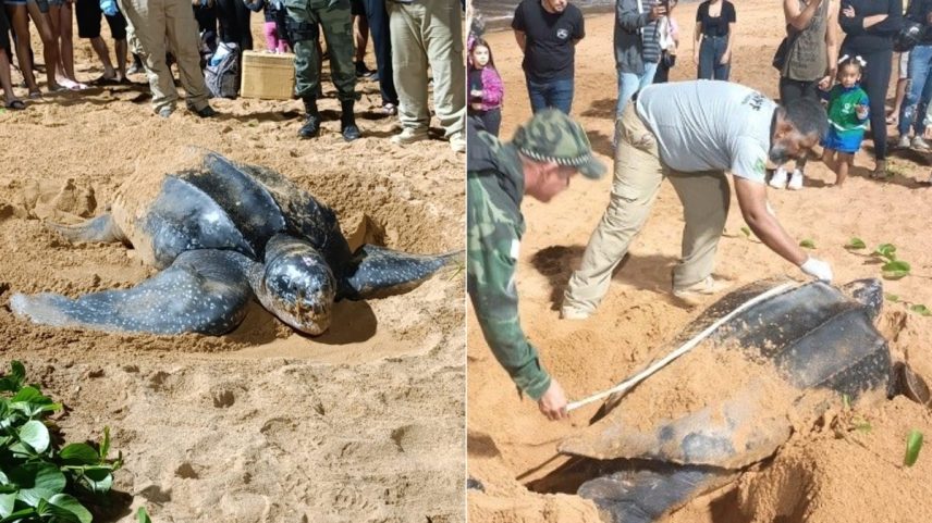 Tartaruga ameaçada de extinção é avistada no Sul do país (Foto: Reprodução / Polícia Militar do Espírito Santo)