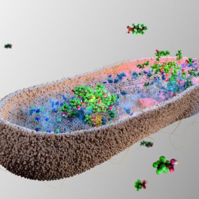 Bactérias intestinais podem absorver substâncias tóxicas conhecidas como 'químicos eternos'