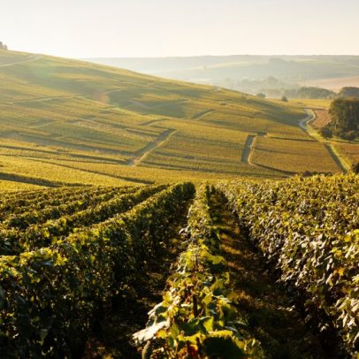 Descubra três experiências inesquecíveis de enoturismo na Champagne neste verão