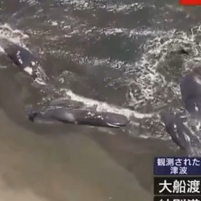 Baleias encalham em praias do Japão após alerta de tsunami na região