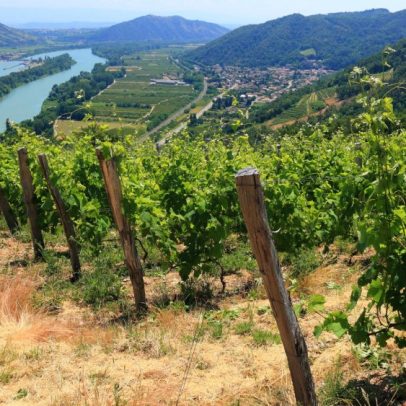 Vinhos da Vallée du Rhône: 30 opções abaixo de 15€ que encantaram degustadores