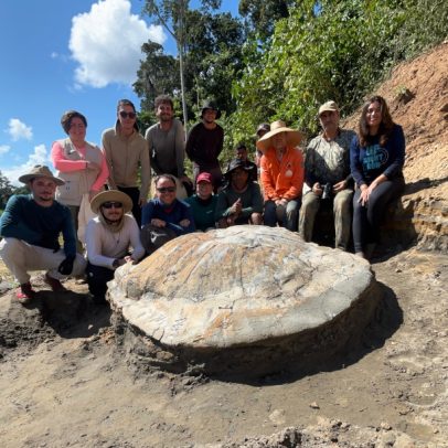 Fóssil de tartaruga gigante de 10 milhões de anos é descoberto no Acre